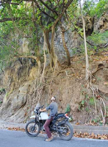 banyan