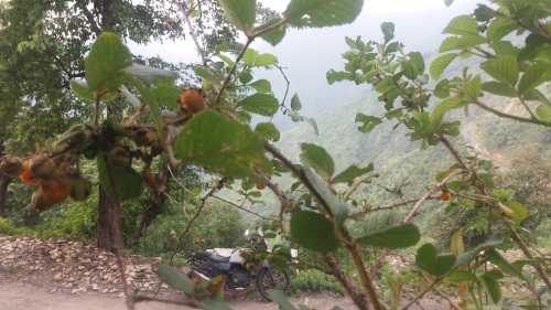 bikeandberries